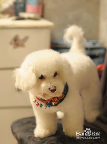 比熊犬性格怎么样