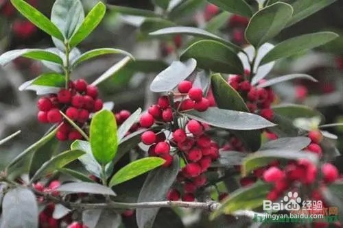 红果树怎么种植