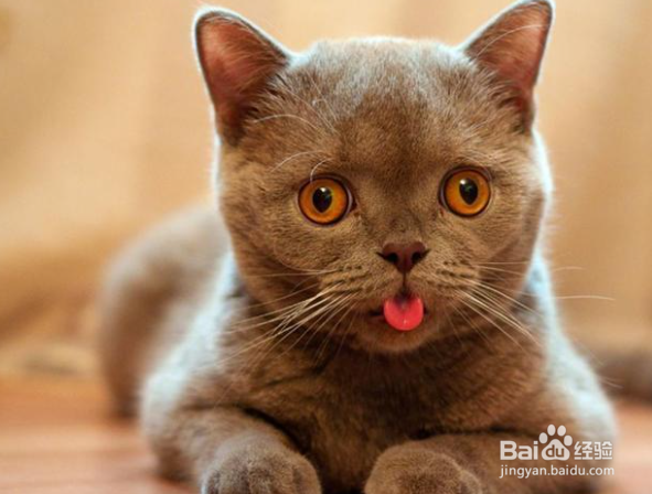 想养猫爸妈不让怎么办