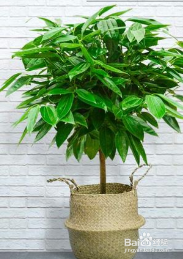 室内幸福树怎么养才能更旺盛