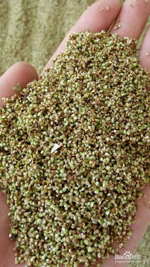 猫爪草种子种植方法介绍 百度经验 猫爪草种子种植方法介绍 百度经验