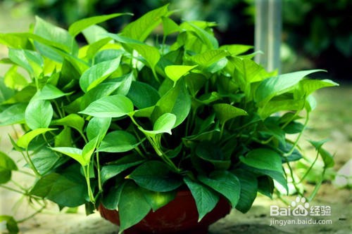 绿萝叶子发黄怎么补救