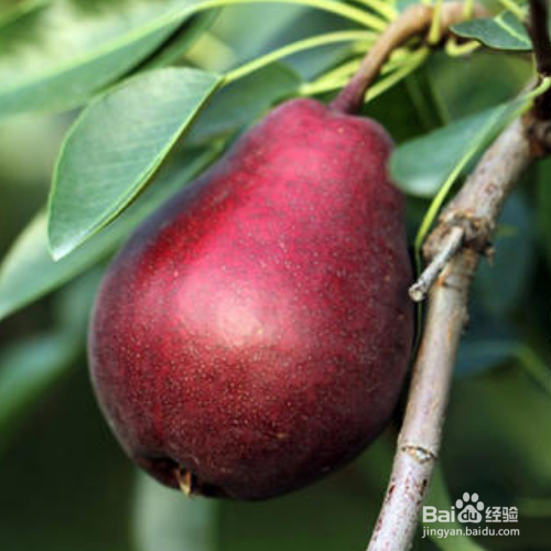 怎么才能把红啤梨养的又大又饱满?