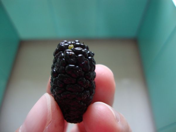 洋参枸杞桑葚膏