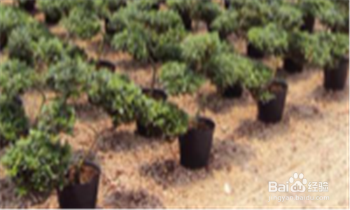 营养钵苗怎么种