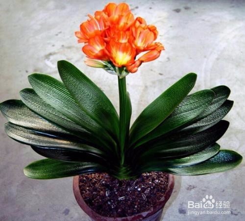 君子兰根系太大怎么办