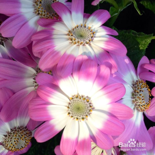 新买的瓜叶菊怎么培育