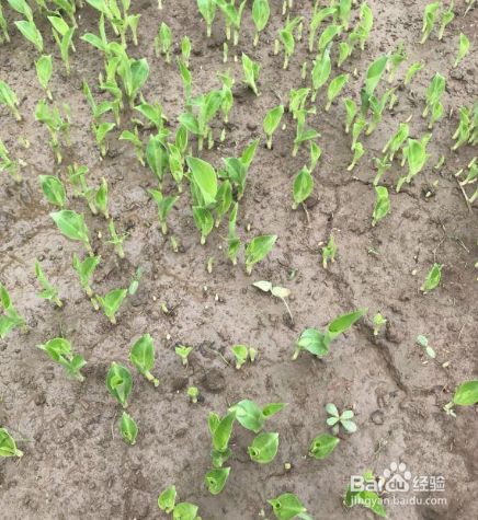 美人蕉种子的种植方法