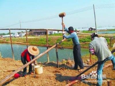 改进养虾措施与管理方式