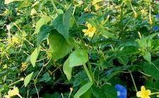 夜香树的功效作用 百度经验 夜香树的功效作用 百度经验