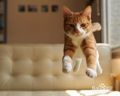 养猫需要注意些什么