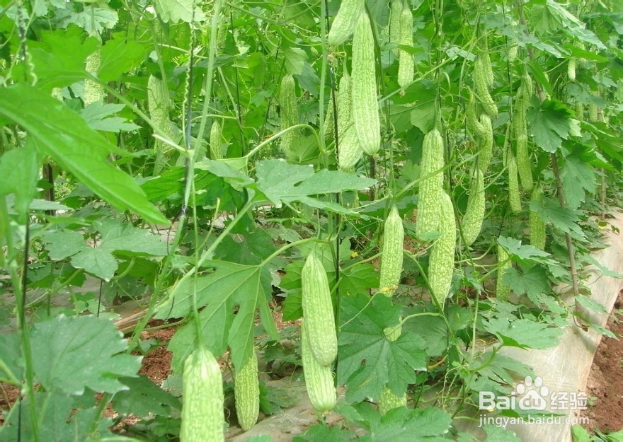 苦瓜瓜实蝇的防治