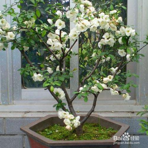 垂丝海棠怎么养殖