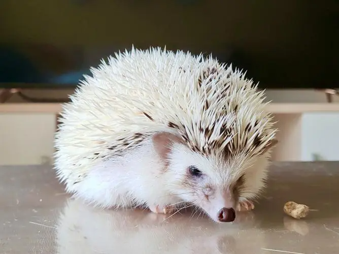 刺猬为肉食性还是杂食性动物