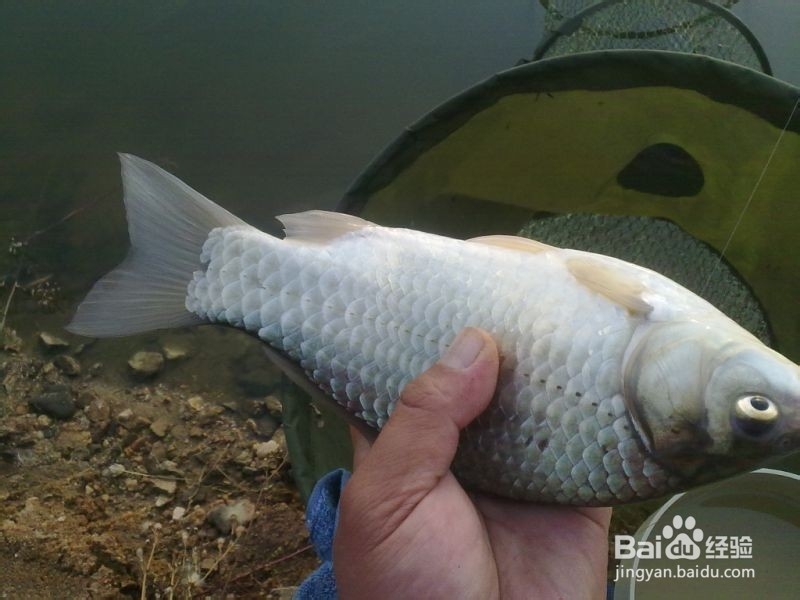 根据鱼的栖息和觅食习性选择钓位和钓点