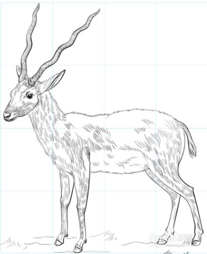 如何绘制羚羊