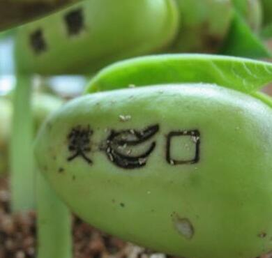 上面刻字的豆豆该怎么种