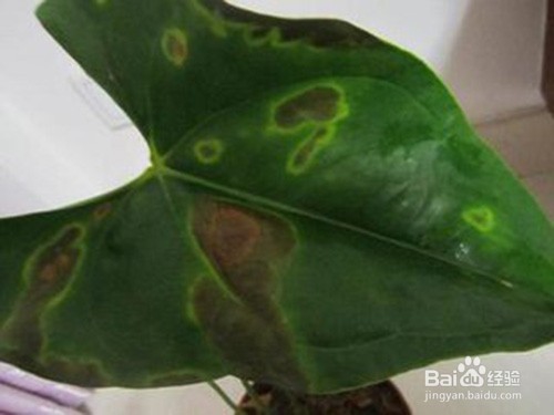 红掌叶片长很多斑点怎么办