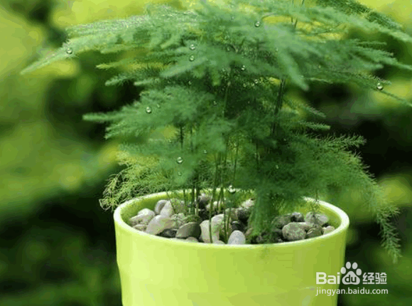 清文竹的种植方法