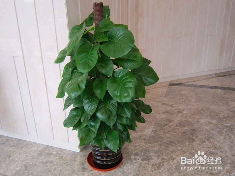 要养植物就选这6种超级好养,养死太难!