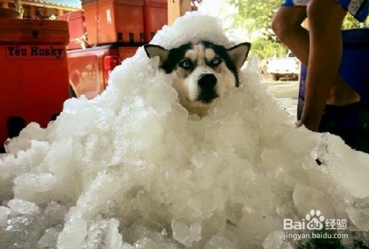 夏季狗狗中暑怎么办？如何预防？