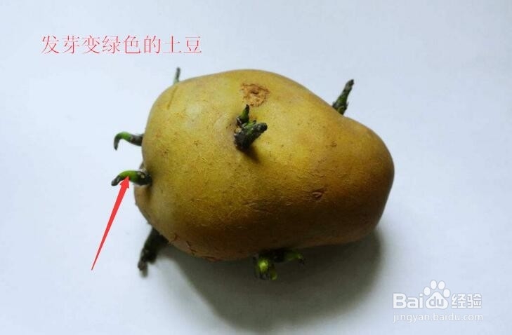 如何选购和购买优质土豆