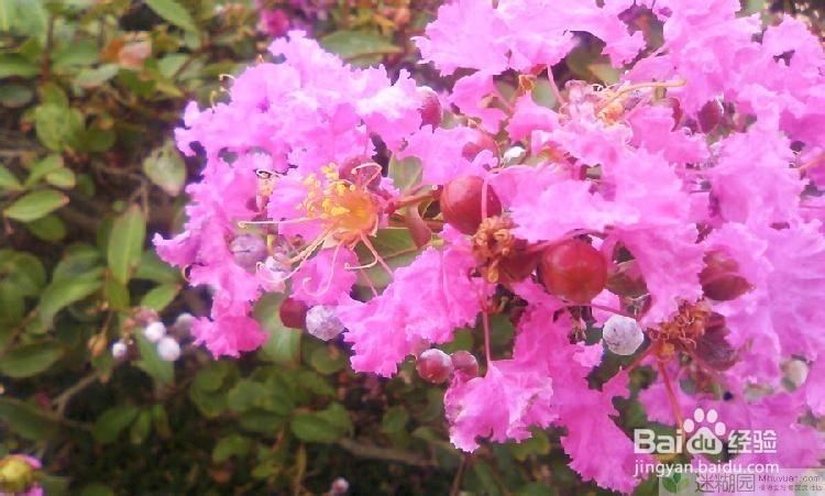 紫薇的养殖方法之七大要点总结