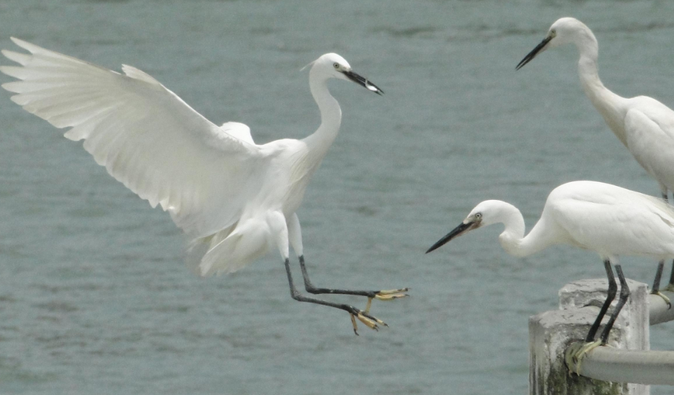 试着分析,文章开头的“白鹭是一首精巧的诗