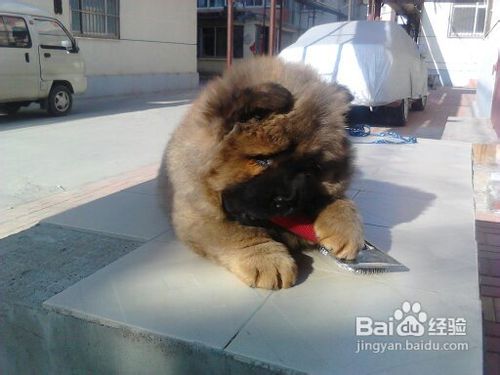 如何训练松狮狗狗学会欢迎客人的小妙招