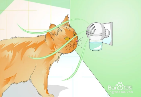 如何防止猫咪乱撒尿