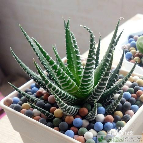 条纹十二卷的养殖方法之六大技巧