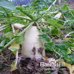 冬天的萝卜怎样储存更好