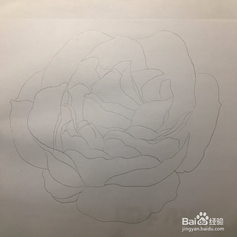 花卉简笔画：画一朵月季花 月季绘画教程 儿童画