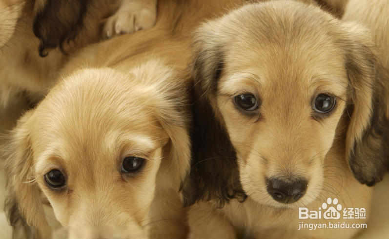 腊肠犬毛质不好怎么办