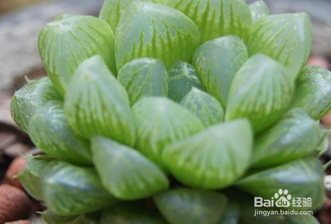 玉露闷养的方法和注意事项