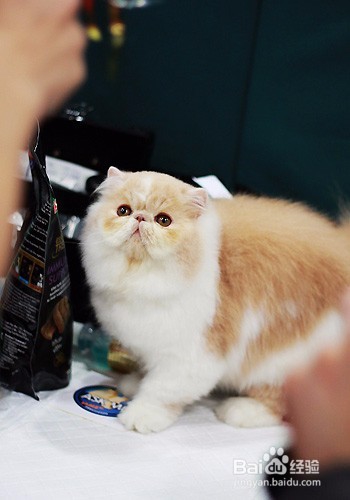 应不应该给猫咪穿衣服呢