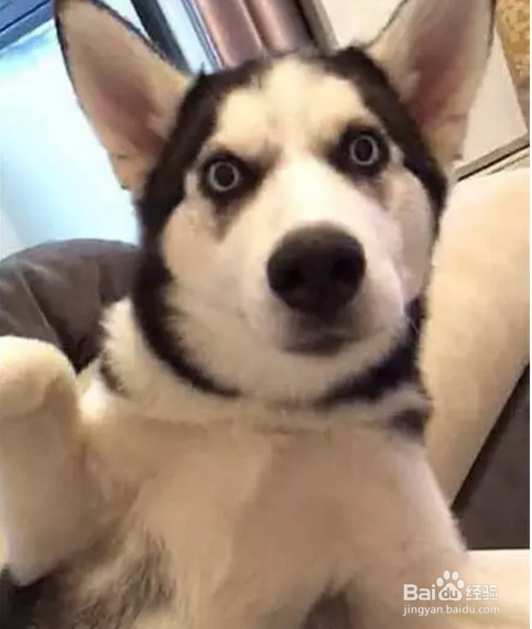 对于傻成这样的狗子，除了二哈也是没谁了！