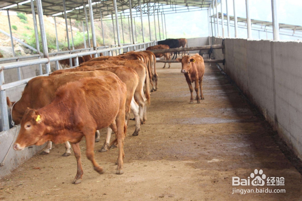 活性有机微矿对动物生长的作用