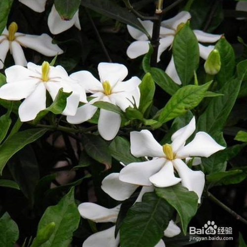 栀子花叶子发黄的原因和解决方法