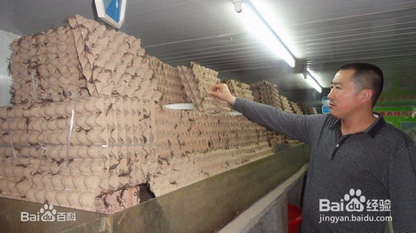 滑县蝎子养殖的方法涉及到环境选种繁育等方面