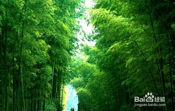 成都出发川南生态自驾游路线介绍