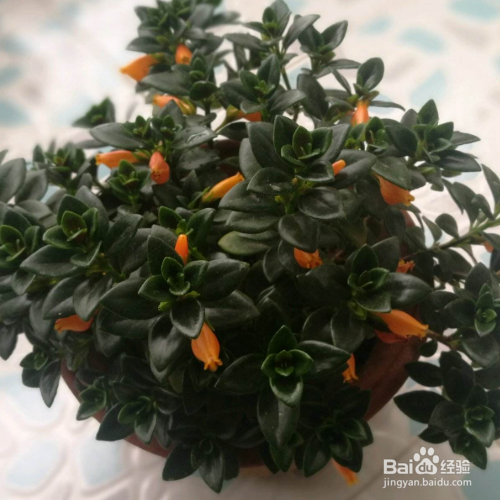 金鱼吊兰掉叶子怎么解决?