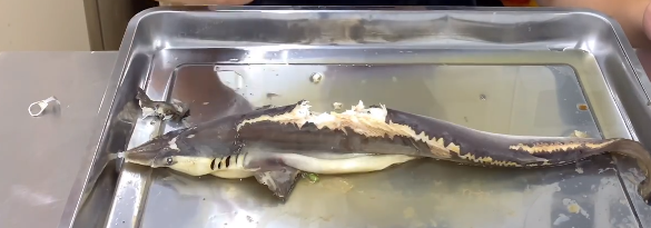 清蒸鲨鱼的做法