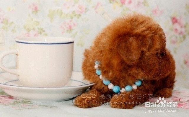 泰迪犬价格