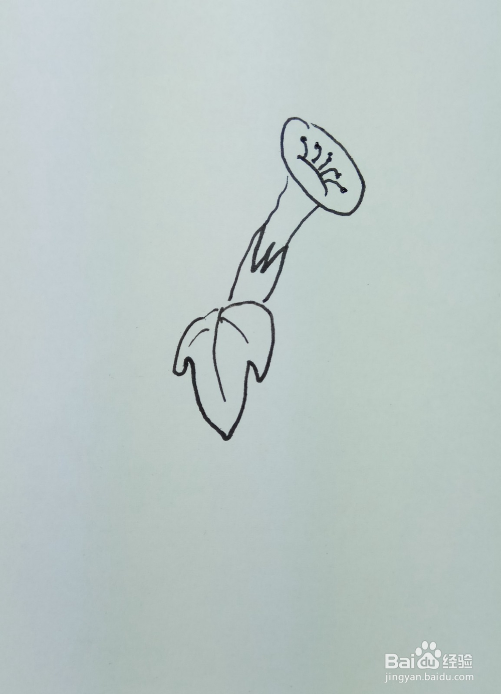 怎样画简笔画“漂亮的牵牛花”?