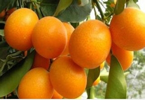 吃了这6种食物,能让你的血管更好。