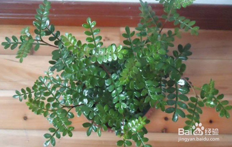 清香木种植方法