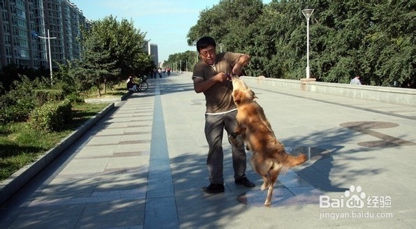 如何避免恶狗伤人，保障出行安全