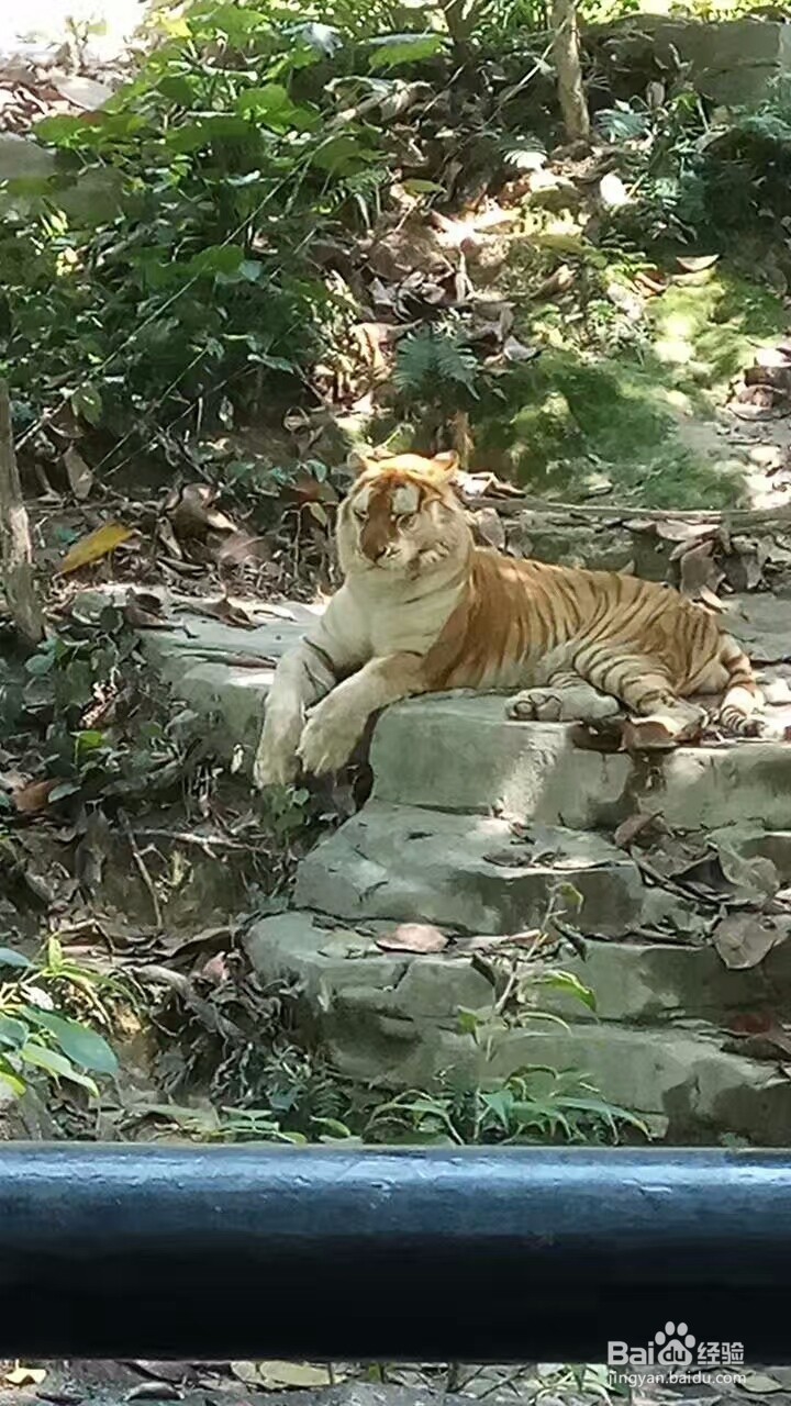 广州自由行旅游攻略