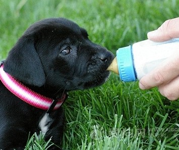 贵宾狗狗刚进家门的4大忌